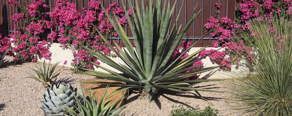 Draught tolerant plants
